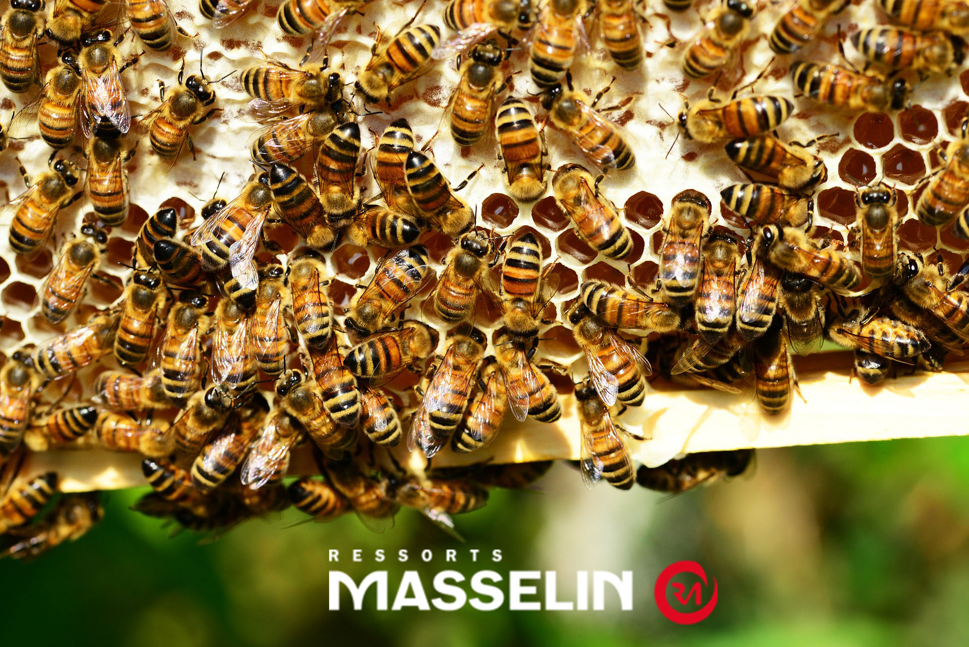 Entretien d'Olivier Masselin au sujet des ruches